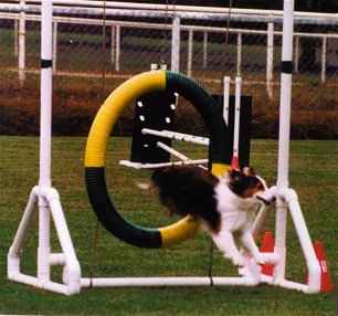 Gizmo jumping through tire jump